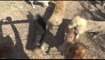 Bursa'da sokak hayvanlarına 'İnsancıl Yaklaşım Eğitimi'