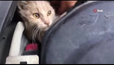 Bursa'da seyir halindeki aracın kaputundan kedi çıktı