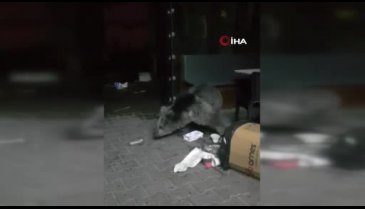 Bursa, Uludağ'da aç kalan ayılar dükkanları talan etti!