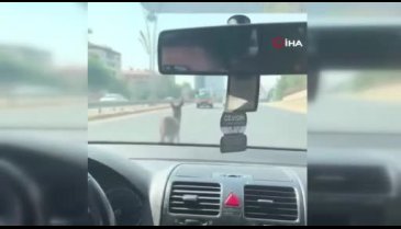 Şanlıurfa'da eşeğin inadı trafiği aksattı, sürücüler yoğun çaba harcadı