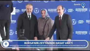 Bursa'nın zeytininde hasat vakti