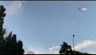 İzmir'de sığırcık kuşlarının dansları görsel bir şölen sundu