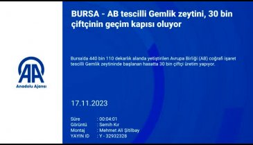 Bursa'nın tescilli Gemlik zeytininde 30 bin çiftçi üretim yapıyor