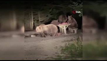 Bursa'da ayıların yardımına esnaf yetişti