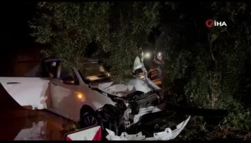 Bursa'da alkollü sürücü zeytin ağacına çarparak durabildi