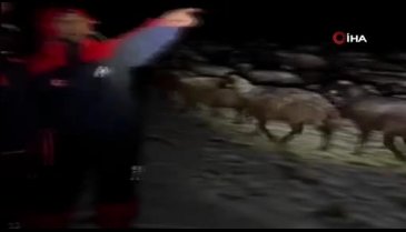 Ağrı'da kar yağışı ve tipi nedeni ile  3 çoban ve 3 bin koyun mahsur kaldı