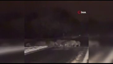 Bursa'da domuz sürüsü yola indi