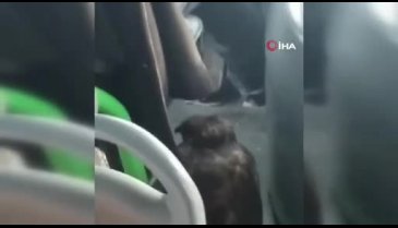 Bursa'da dolmuşta ilginç görüntüler!