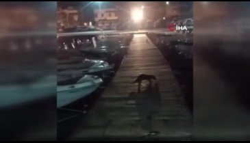 Bursa'da kediyi kovalayan su samuru, renkli görüntüler oluşturdu