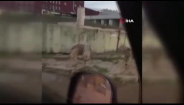 İstanbul'da aç kalan kurtlar şehir merkezine indi!