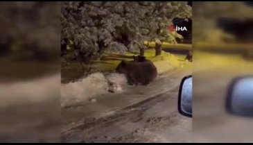Bursa'da sinirlenen ayı saldırdı!