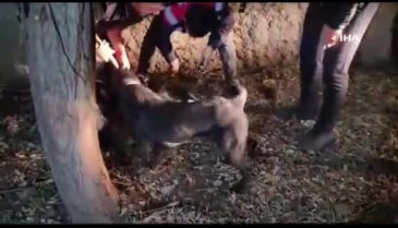 Şanlıurfa'da silah kaçakçılığı operasyonu! 1 gözaltı