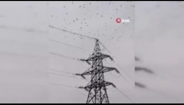 Bursa'da sığırcık kuşlarından dans