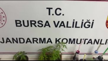 Bursa'da jandarmadan yasadışı kenevir operasyonu!