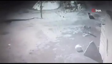 Kars'ta aç kalan kurt köpeği sürükleyerek götürdü!