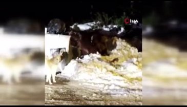 Uludağ'ın 'Uyuyamayan' ayı ailesi kendilerini rahatsız eden köpeğe saldırdı