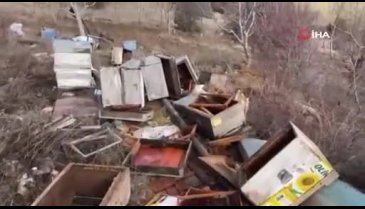 Kütahya'da ayılar 36 kovanı parçaladı, arılar telef oldu