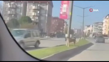 Edirne'de başıboş at trafikte dehşet saçtı!