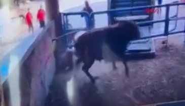 Amasya'da  boğanın saldırısı sonucu hayatını kaybetti!