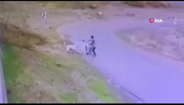 Ankara'da bisiklet süren çocuğa başıboş köpek saldırdı