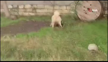 Samsun'da ördeklere saldıran köpeği bir vatandaş cep telefonu kamerası ile kaydetti