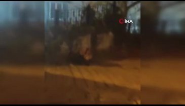 Bursa'da şehir merkezine yemek aramak için inen tilki görüntülendi!