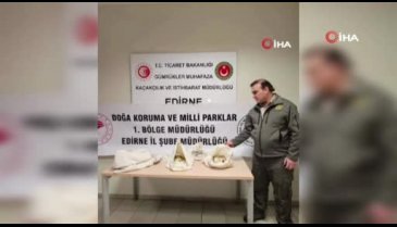 Türkiye'ye 33 tehlikeli piton soktu: Cezası 26 bin lira