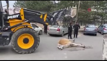 Bursa'da at yere yığılıp öldü!