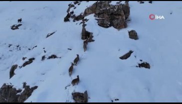 Erzincan Munzur Dağı'nda yaban keçileri izleyenlerin içini ısıttı