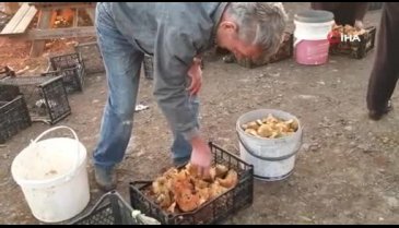 Uludağ'ın eteklerinde Kanlıca Mantarı (Melki) fışkırıyor