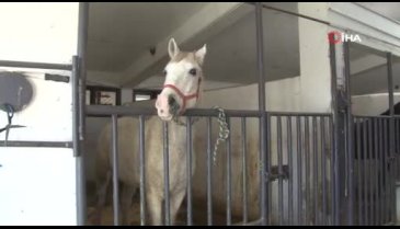Bursa'da at üzerinde yaptığı tehlikeli hareketlerle yürekleri ağza getiriyor