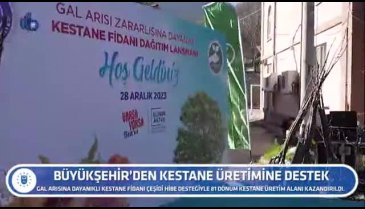 Bursa'da Büyükşehir'den kestane üretimine destek