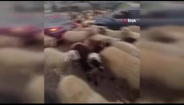 Bursa'da koyun sürüsü çevre yoluna çıktı!