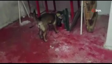 Siirt'te uyuşturucu operasyonu! 9 kişi yakalandı