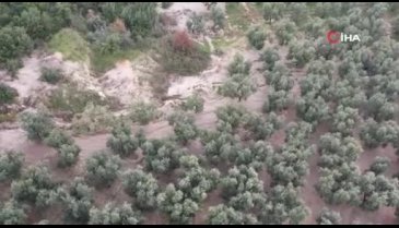 Bursa'da zeytin ağaçları günden güne kuruyor