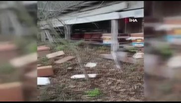 Köye inen ayı, arı kovanlarına saldırdı