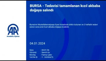 Bursa'da tedavisi tamamlanan kızıl akbaba doğaya salındı