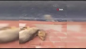 Bursa'da sokak ortasında ölü tilki bulundu