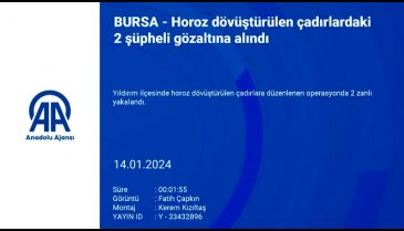 Bursa'da horoz dövüştürülen çadırlardaki 2 şüpheli gözaltına alındı