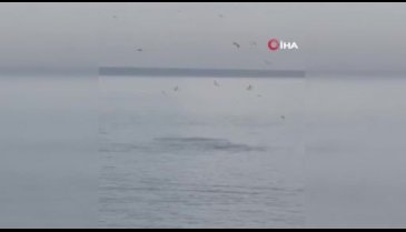 Bursa'da yunus balıklarının şovu!