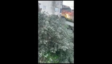 Bursa'da komşu zeytin ağaçlarını katletti!