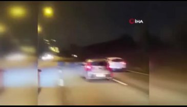 Bursa'da domuz sürüsü yola çıktı