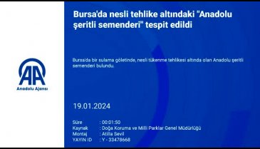 Bursa'da nesli tehlike altındaki 'Anadolu şeritli semenderi' görüldü