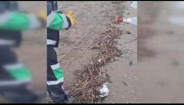 Bursa'da misinaya dolanan martının yardımına ekipler yetişti