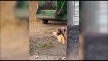 Ağzında ekmek tutan köpek gündem oldu