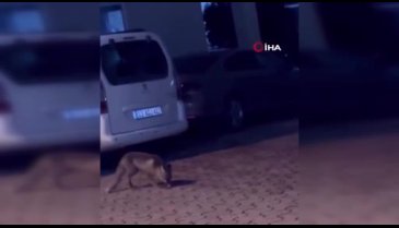 Elazığ'da ıslık çalarak tilkiyi yanına çağırdı