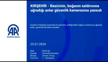 Kırşehir'de besici, boğanın saldırısına uğradı!
