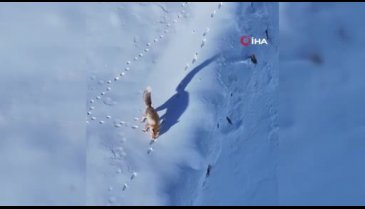 Bingöl'de yiyecek arayan tilki, dron ile görüntülendi