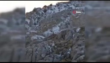 Elazığ'da dağ keçileri tarihi Harput Mahallesi'nde otlanırken görüntülendi