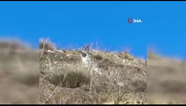 Ormanın hayaleti Sivas'ta görüntülendi